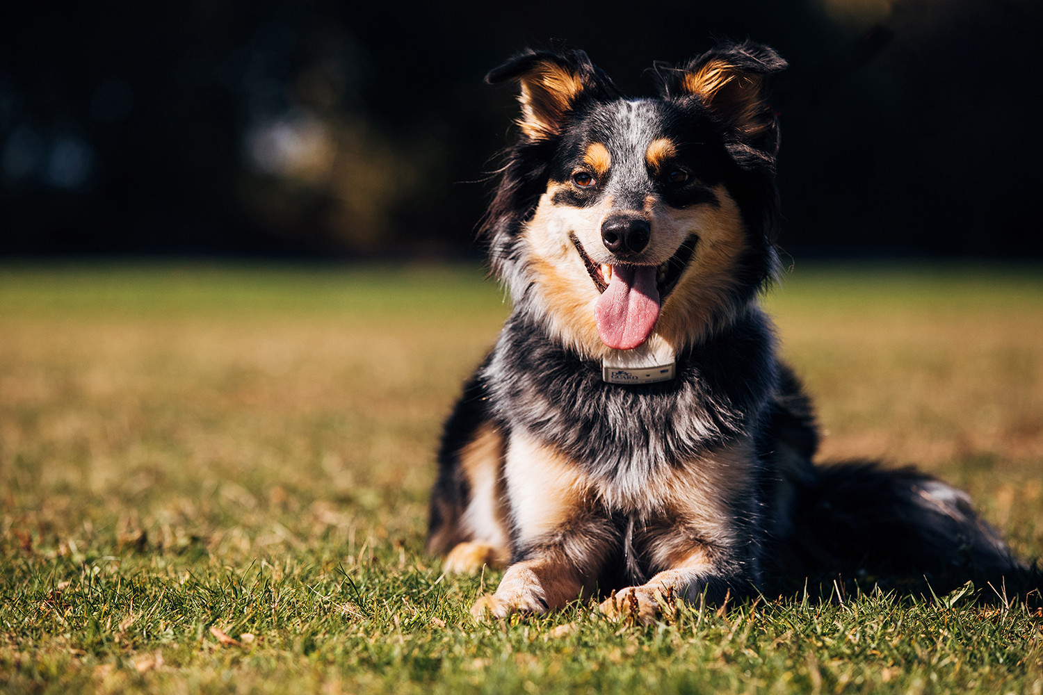 Happy dog in yard